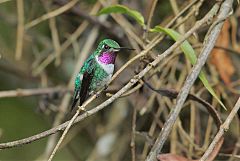 White-bellied Woodstar